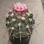 Preview: Echinocactus texensis JO 493